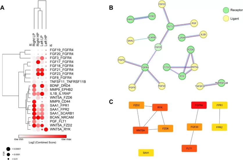 A Interactome pairs that were altered in specific components across various regions of the large intestine. B Protein-protein interaction network of the altered genes. C Top 10 genes with the highest number of interactions in the protein-protein network